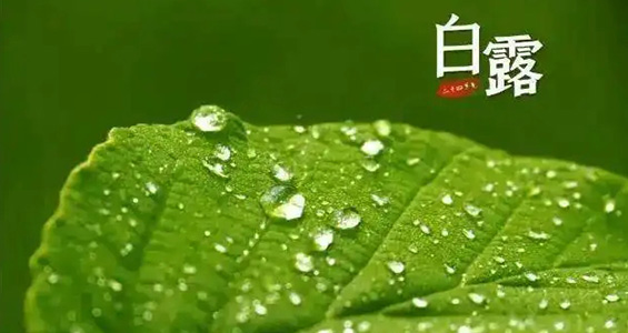 防燥潤肺補(bǔ)腎氣，白露養(yǎng)生需要注意的三大要點(diǎn)